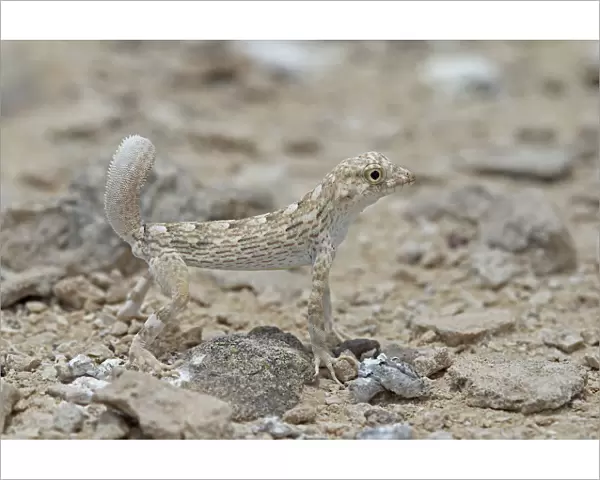 Carters semaphore gecko (Pristurus carteri) standing on rocky ground. Oman, June