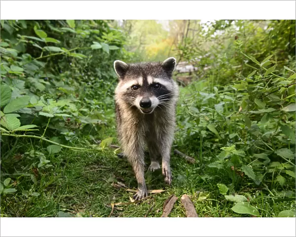 Raccoon (Procyon lotor) approaching with curiousity. Stanley Park, Vancouver, British Columbia