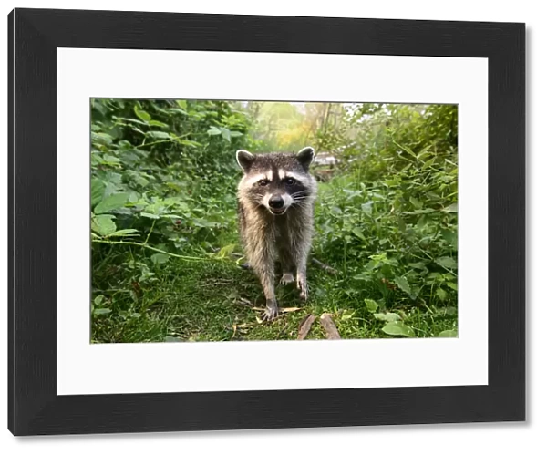 Raccoon (Procyon lotor) approaching with curiousity. Stanley Park, Vancouver, British Columbia