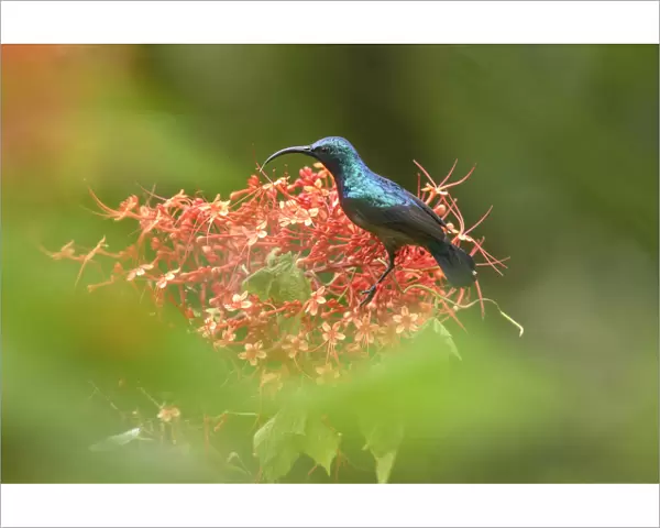 Long-billed sunbird (Cinnyris lotenius) nectaring on flowers. Goa, India. September