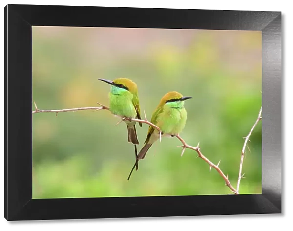 Green bee-eater (Merops orientalis) pair perched on branch, facing opposite directions