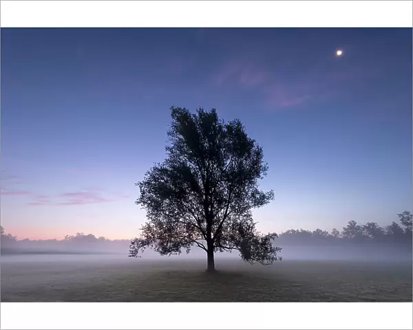 Goat willow (Salix caprea) in mist at dawn, full moon in sky. Klein Schietveld, Brasschaat, Belgium. August 2019