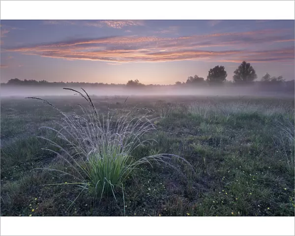 Purple Moor-grass (Molinia caerulea) tussock in grassland, on misty morning