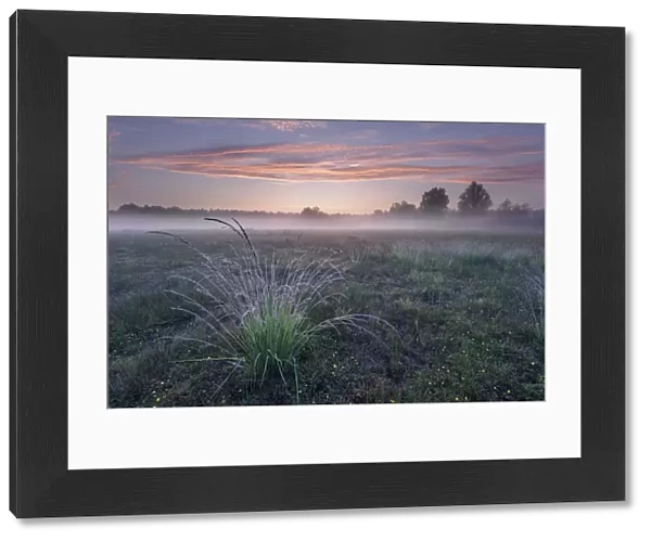 Purple Moor-grass (Molinia caerulea) tussock in grassland, on misty morning
