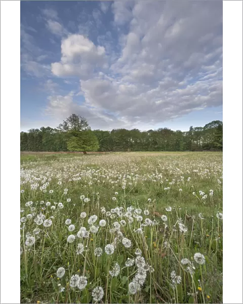Dandelion (Taraxacum vulgaria) seedheads  /  clocks in meadow. Peerdsbos, Brasschaat, Belgium