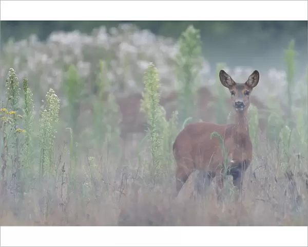 Roe deer (Capreolus capreolus) doe standing in grassland. Peerdsbos, Brasschaat, Belgium
