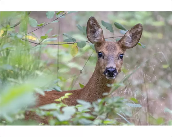 Roe deer (Capreolus capreolus) doe amongst vegetation. Peerdsbos, Brasschaat, Belgium