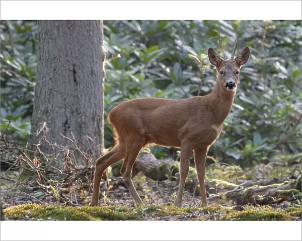 Roe deer (Capreolus capreolus) buck in woodland. Peerdsbos, Brasschaat, Belgium. August