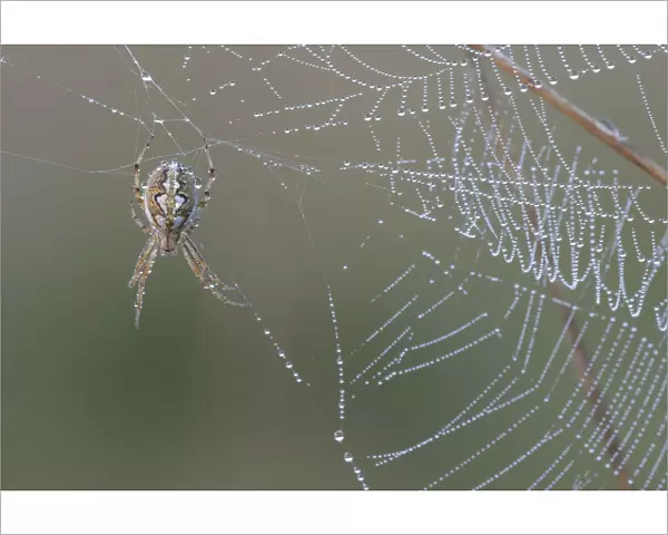 Bordered orb-weaver spider (Neoscona adianta) on dew covered web, Peerdsbos, Brasschaat, Belgium