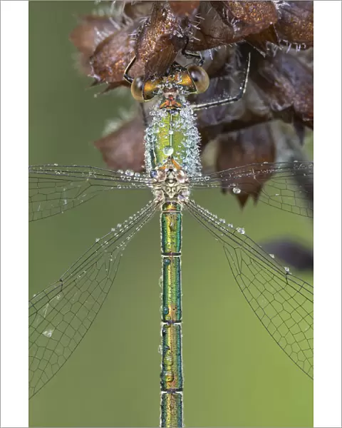 Small emerald damselfly (Lestes virens) female resting, dew droplets on body, close up