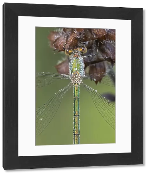Small emerald damselfly (Lestes virens) female resting, dew droplets on body, close up