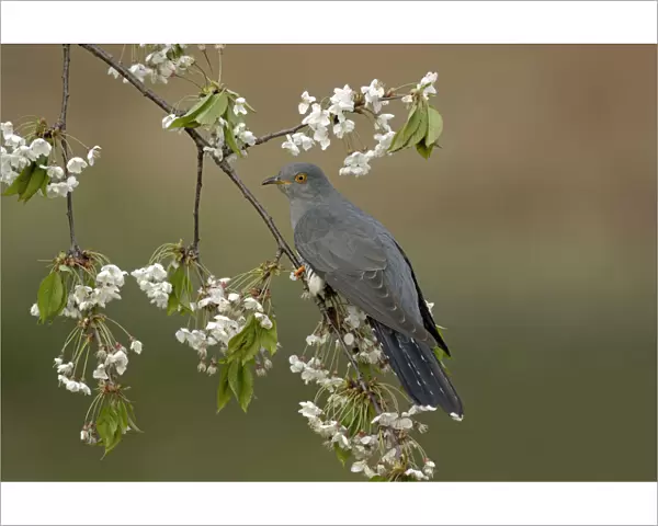 Common Cuckoo (Cuculus canorus) perched on Cherry tree blossom Surrey, England, UK
