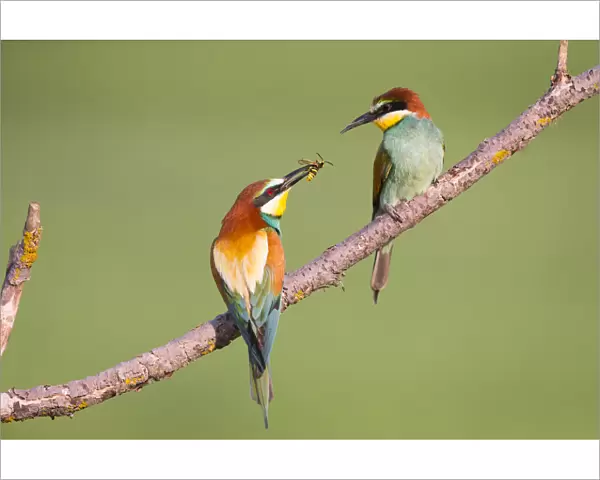 Bee-eater (Merops apiaster) male offering wasp as nuptial gift, Hungary. June