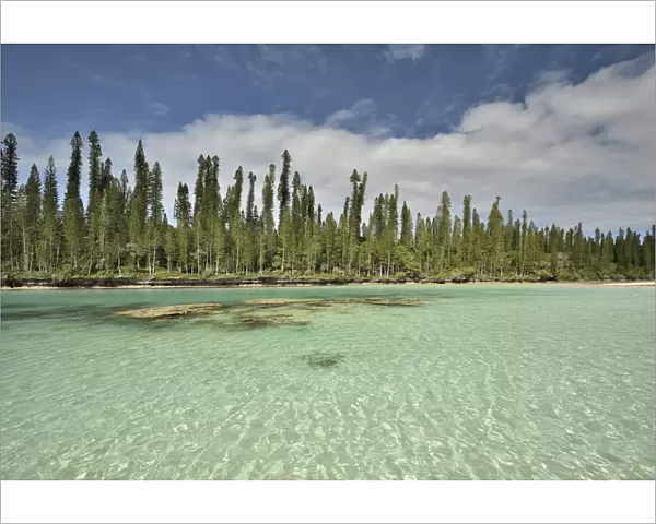 Natural basin in Oro Bay with the New Caledonia pines (Araucaria columnaris) that