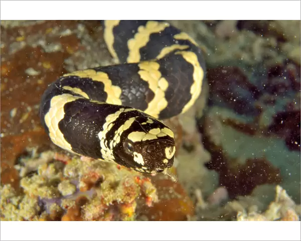 Close-up of a Egg-eating  /  Turtleheaded sea snake (Emydocephalus annulatus) with