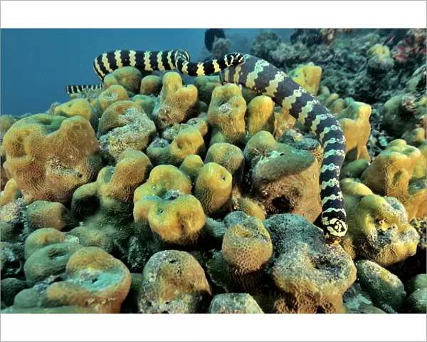 Pair of courting Egg-eating sea snakes  /  Turtleheaded sea snakes (Emydocephalus annulatus)