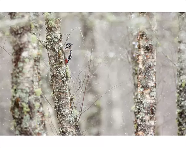 Great spotted woodpecker (Dendrocopos major) in snowfall, Aviemore, Highlands, Scotland
