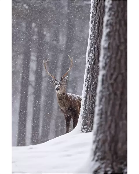 Red deer (Cervus elaphus) stag in snowy pine forest. Cairngorms National Park, Highlands