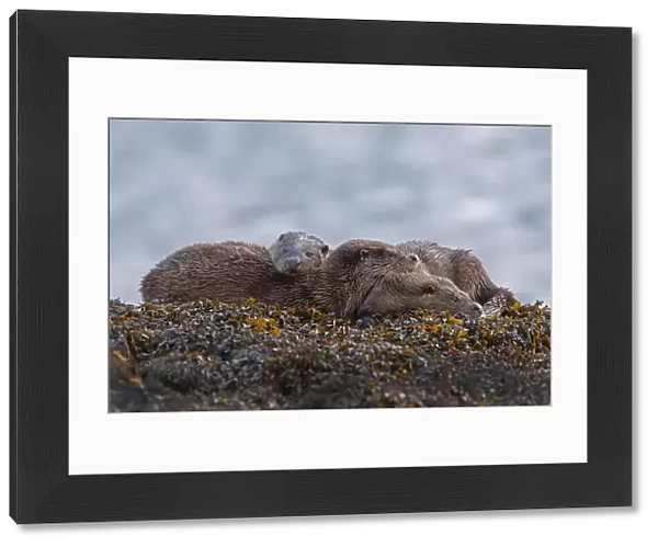 Otter (Lutra lutra) family at rest on seaweed covered rock, taken in the Inner Hebrides
