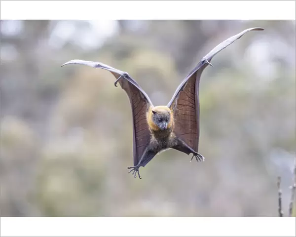 Grey-headed flying-fox (Pteropus poliocephalus) spotting and flaring wings to come