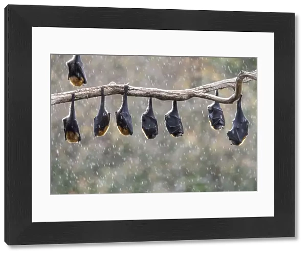 Grey-headed flying-foxes (Pteropus poliocephalus) hang from a branch during a light