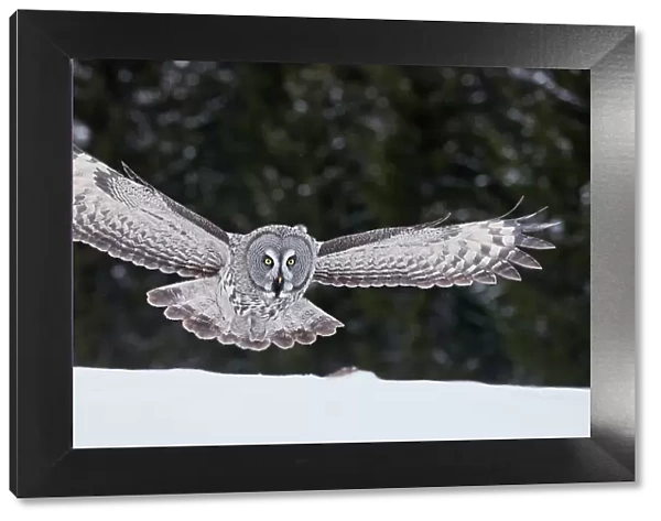 Great Grey Owl (Strix nebulosa) hunting over snow, Kuhmo Finland, March