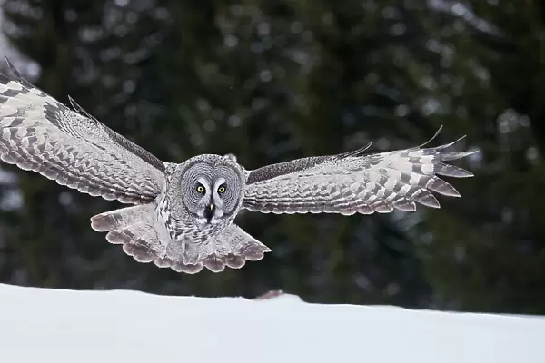 Great Grey Owl (Strix nebulosa) hunting over snow, Kuhmo Finland, March