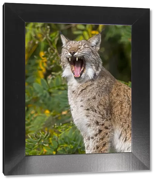 Eurasian lynx (Lynx lynx) yawning. Captive