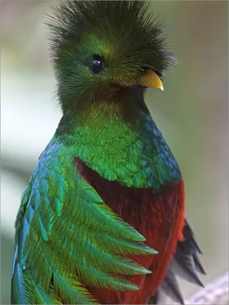Resplendent quetzal (Pharomachrus mocinno), captive, Chiapas, southern Mexico