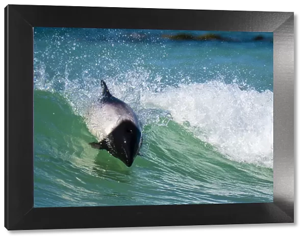 Commersons dolphin (Cephalorhynchus commersonii) surfing, Sea Lion Island