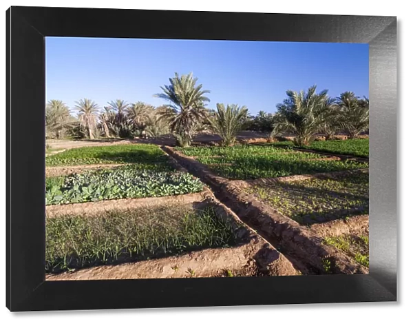Small-scale cultivation, Ramlia Oasis, Sahara desert, Southern Morocco, Africa