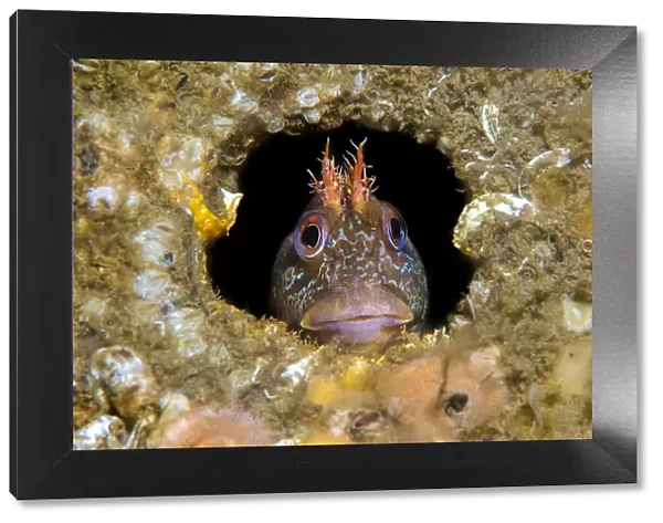 RF - Tompot blenny fish (Parablennius gattorugine) peering out from hole under Swanage