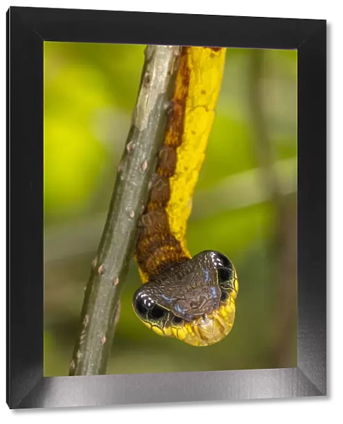 Snake-mimic caterpillar (Hemeroplanes triptolemus) a hawkmoth caterpillar that resembles