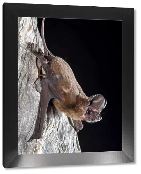 Northern freetail bat (Chaerophon jobensis), portrait, Mt Isa, Queensland, Australia