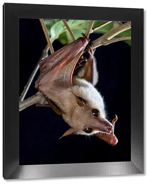 Northern blossom bat (Macroglossus minimus) hanging from a branch, Fogg Dam, Northern Territory, Australia