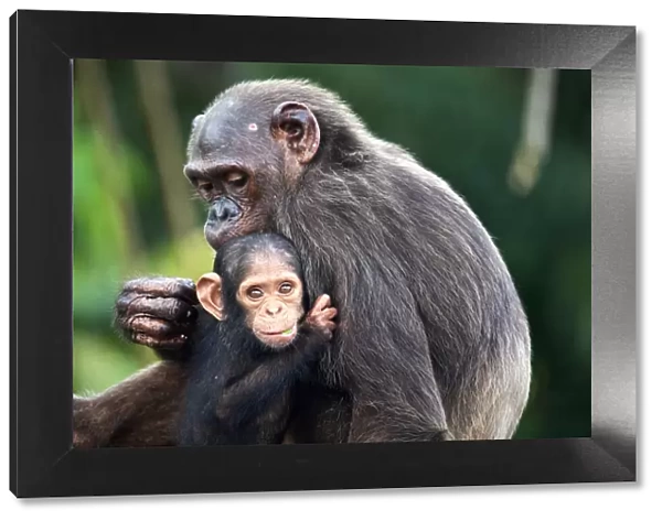 Infant Chimpanzee (Pan troglodytes troglodytes), aged 7 months, clinging onto its mother, Conkouati-Douli National Park, Republic of Congo, Africa