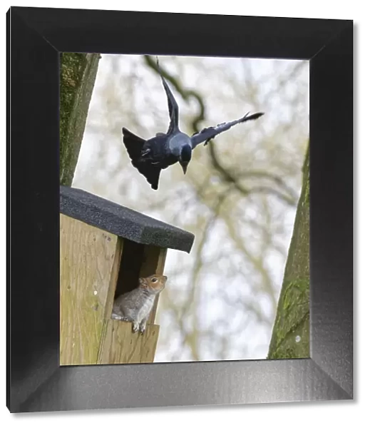 Jackdaw (Corvus monedula) hovering above a nest box it wants to nest in which a Grey squirrel (Sciurus carolinensis) and its mate have occupied, with the squirrel threatening the bird, Wiltshire, UK, March