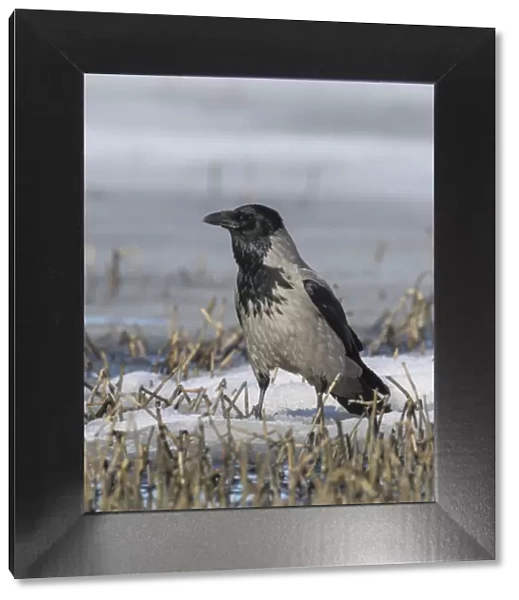 Hooded crow (Corvus corone cornix) alert on snow covered ground, Finland. April