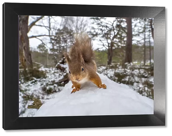 Red squirrel (Sciurus vulgaris) on a snow-covered fallen tree, close up, Cairngorms National Park, Scotland, UK. March