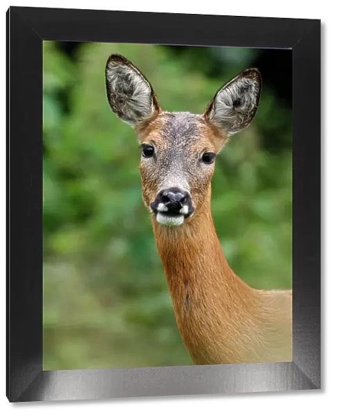 Roe deer (Capreolus capreolus) doe, head portrait, Fife, Scotland, UK. July. Captive