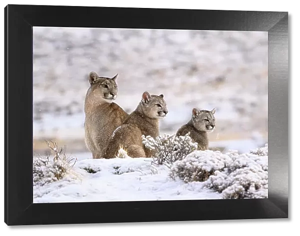 Puma (Puma concolor) female with two cubs, aged six months, sitting in fresh snow, Torres del Paine National Park, Patagonia, Chile