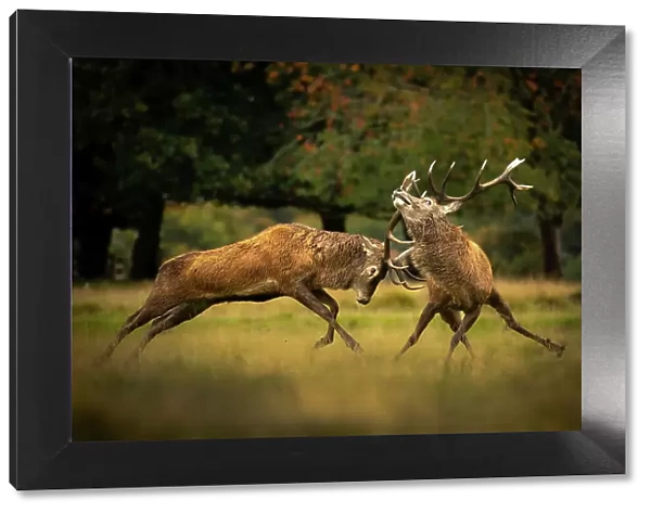 Two Red deer (Cervus elaphus) stags, fighting during the rut, Cheshire, UK. July