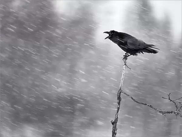 Raven (Corvus corax) calling in the snow, Kemijarvi, Finland, February