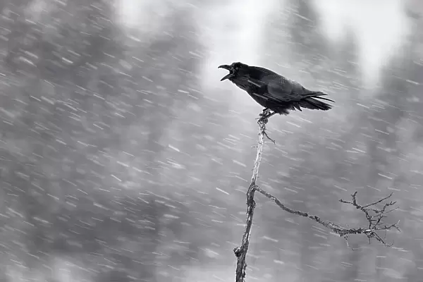 Raven (Corvus corax) calling in the snow, Kemijarvi, Finland, February