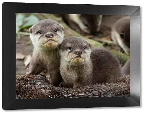 Asian small-clawed otter (Aonyx cinerea) pups looking at camera. Captive, occurs in Asia. Zooparc Overloon, the Netherlands