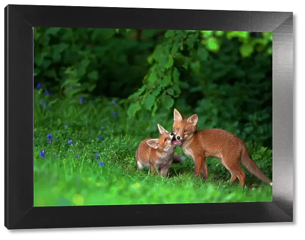 Two Red fox (Vulpes vulpes) cubs playfighting on the fringes of a field, Derbyshire, UK. May