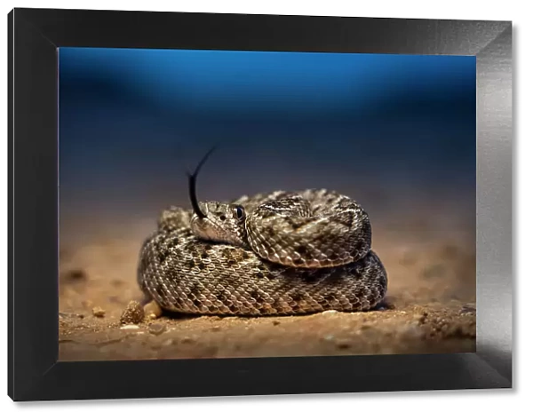 Western diamondback rattlesnake (Crotalus atrox) young, coiled up on desert floor at dusk, flicking tongue, Texas, USA. March