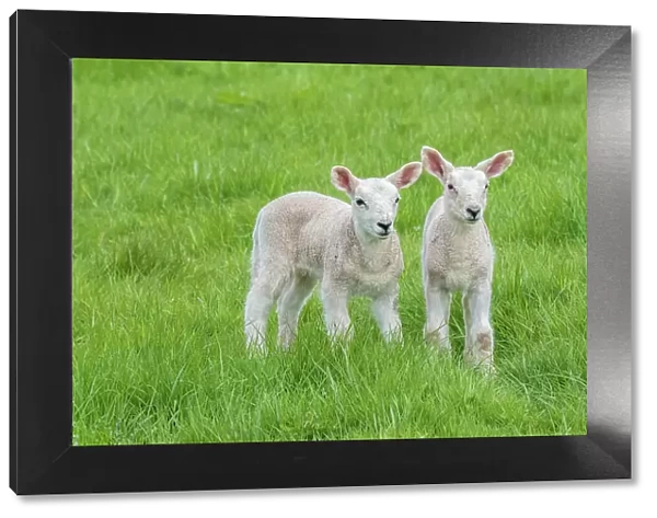 Domestic sheep lambs in pasture, Monmouthshire, Wales, UK, April