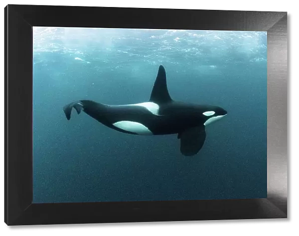 Killer whale  /  Orca (Orcinus orca) mature male, swimming underwater. Hamn, Senja, Norway, Atlantic Ocean