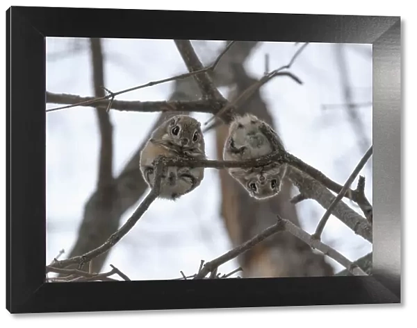 Pair of Japanese dwarf flying squirrels (Pteromys volans orii) during the reproductive season, on branch nlooking down, Hokkaido, Japan. The female is on the left, male right